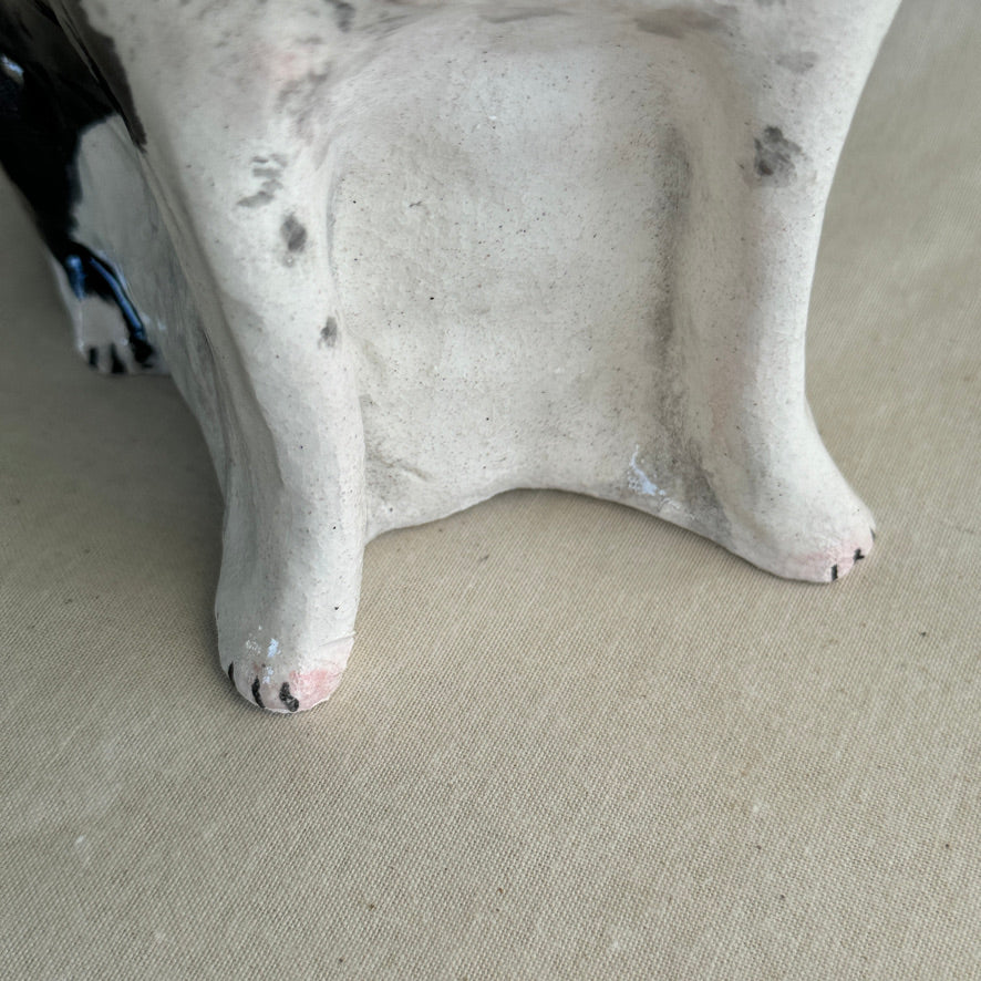 Boston Terrier
