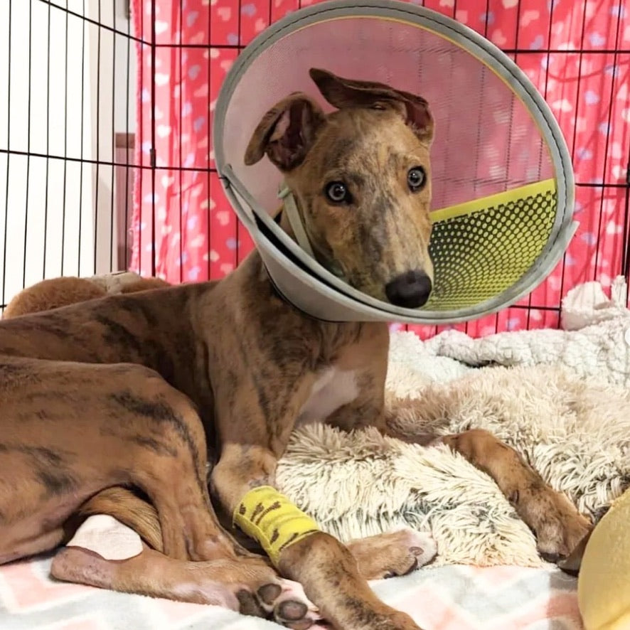 Rescue Greyhound
