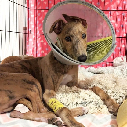 Rescue Greyhound