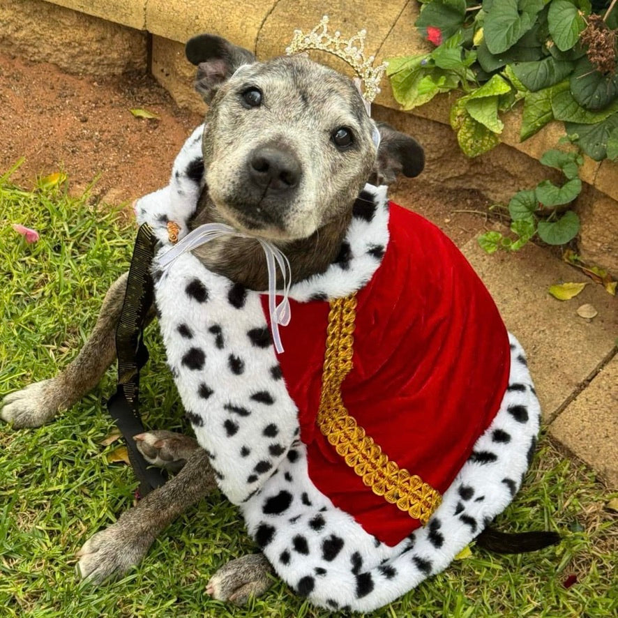 Diesel - English Staffie