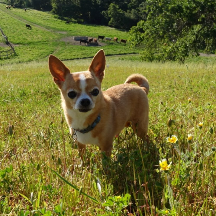 Bones the Chihuahua