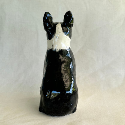 Boston Terrier