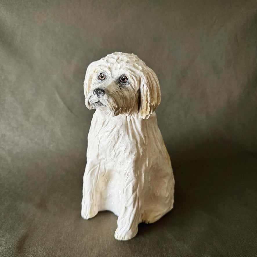 Toto the Cavoodle