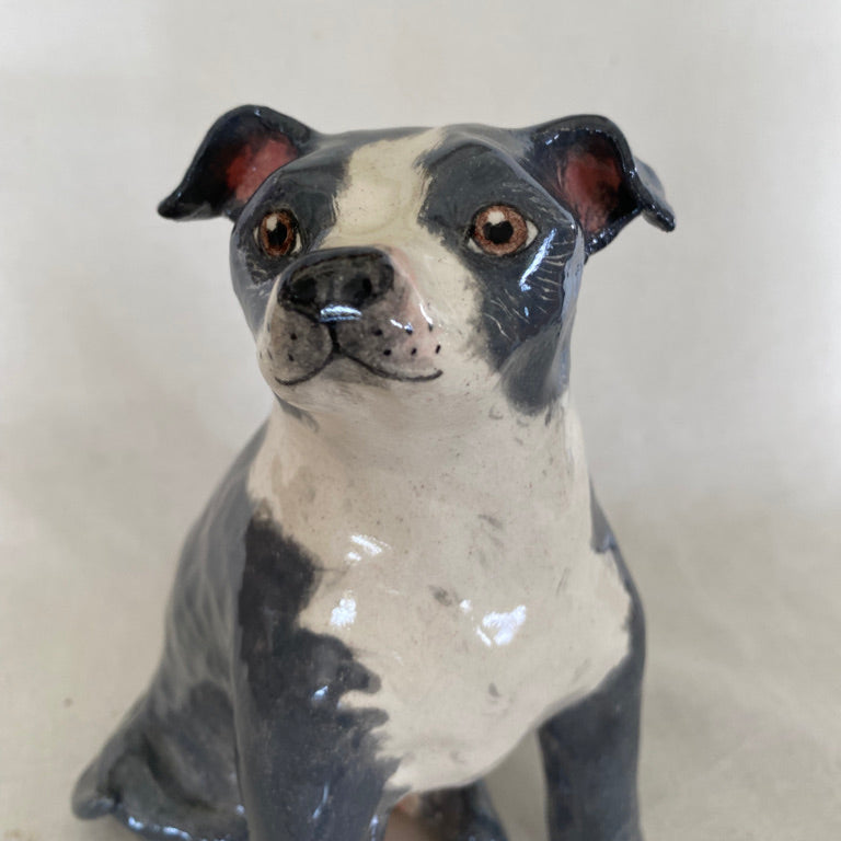 Stormi - English Staffordshire Terrier