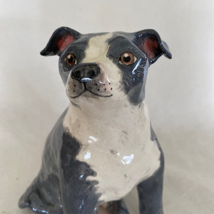 Stormi - English Staffordshire Terrier