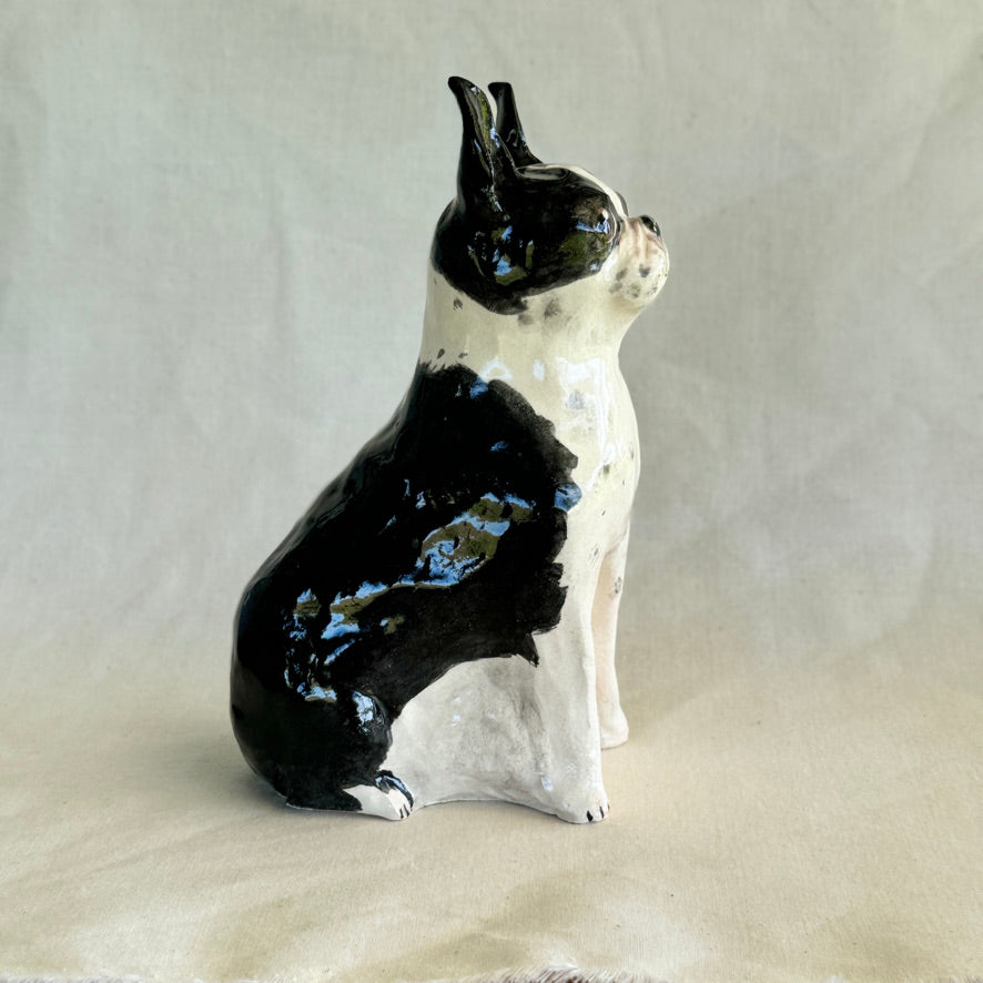 Boston Terrier