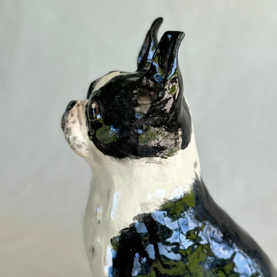 Boston Terrier
