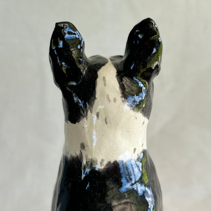 Boston Terrier