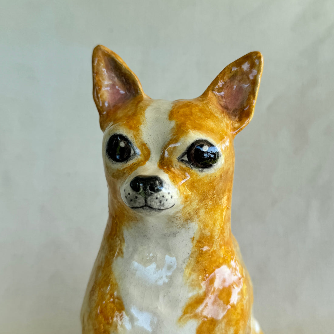 Bones the Chihuahua