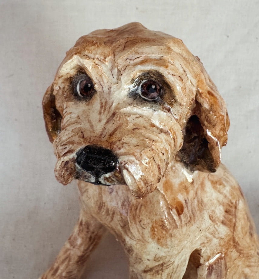 Labradoodle