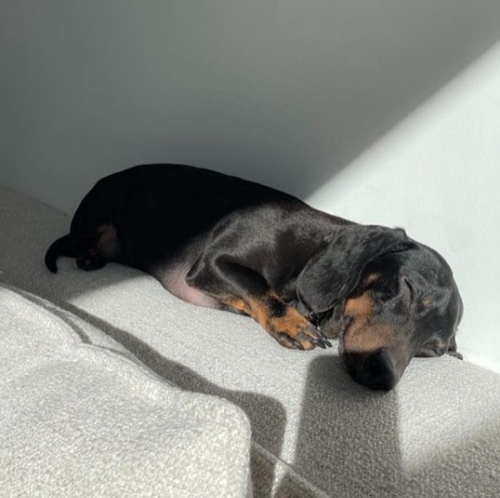 Nemo the Daschund