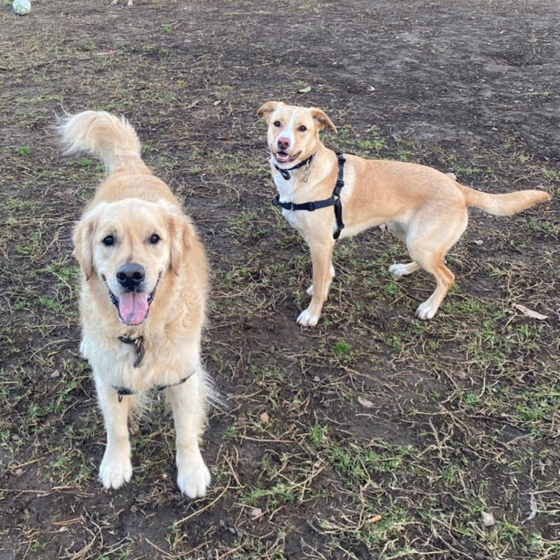 Luna &amp; Riley