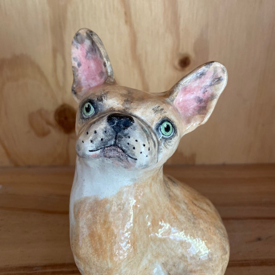 Darla the Frenchie