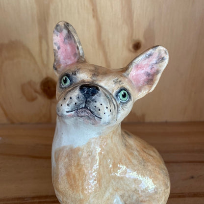 Darla the Frenchie
