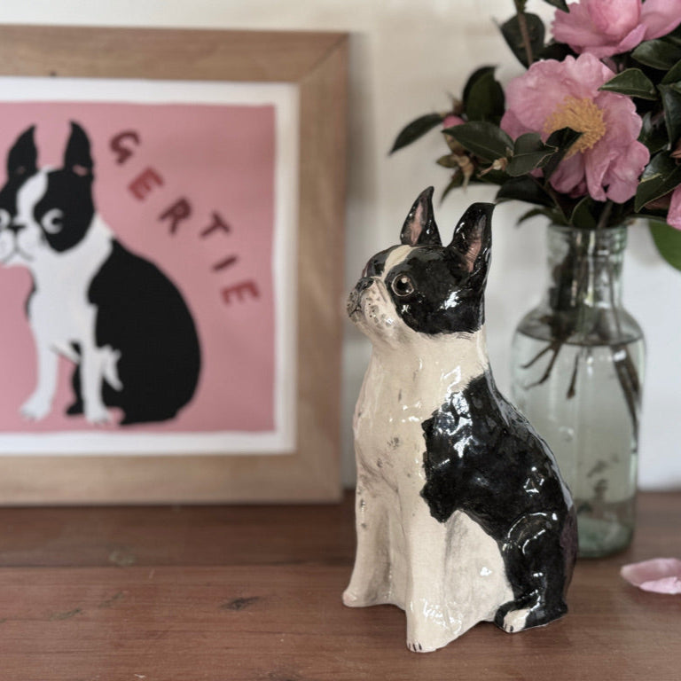 Boston Terrier