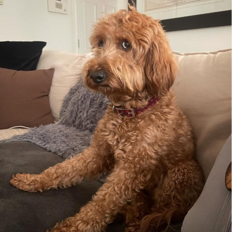 Labradoodle