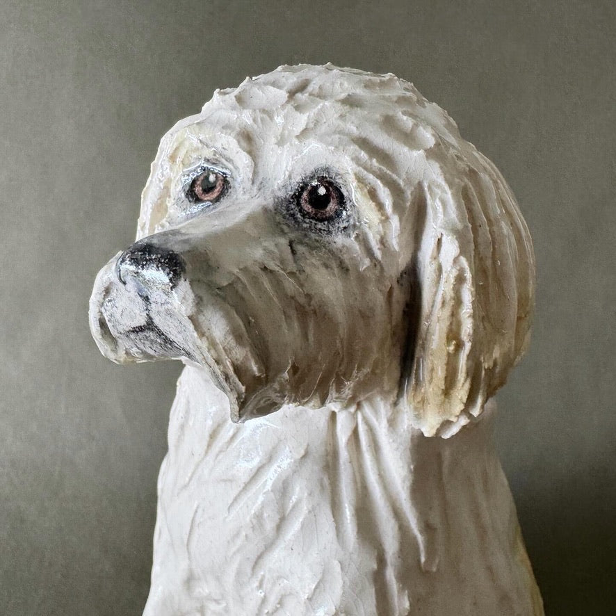 Toto the Cavoodle