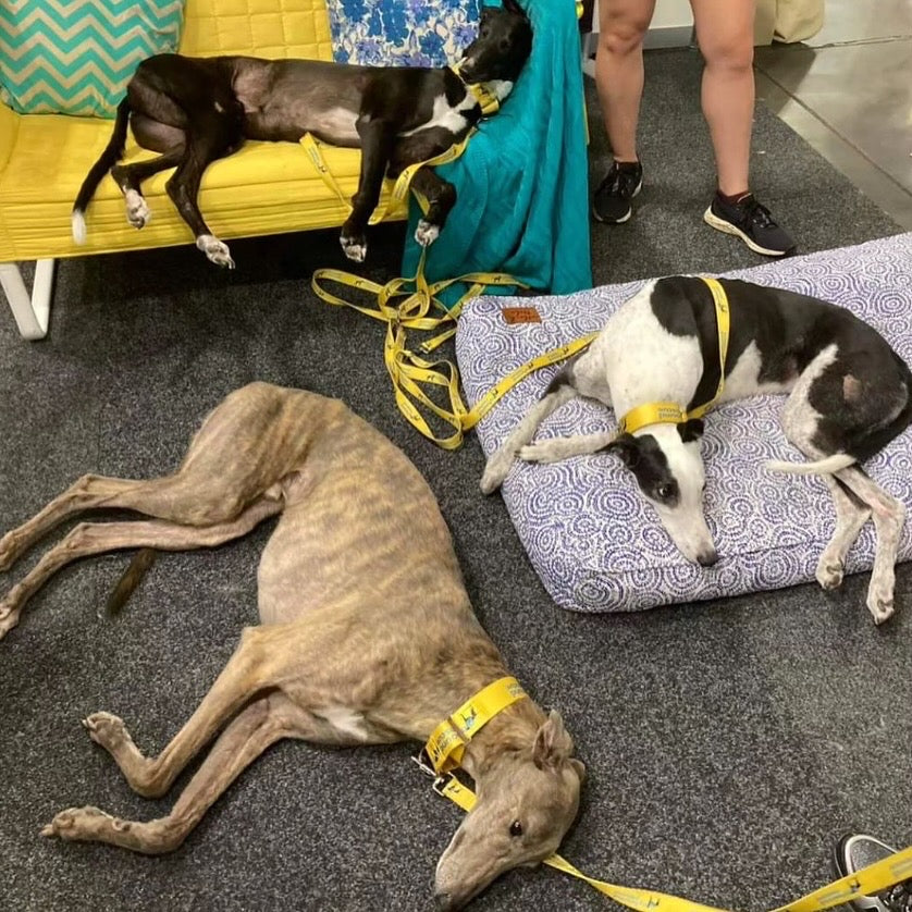 Rescue Greyhound
