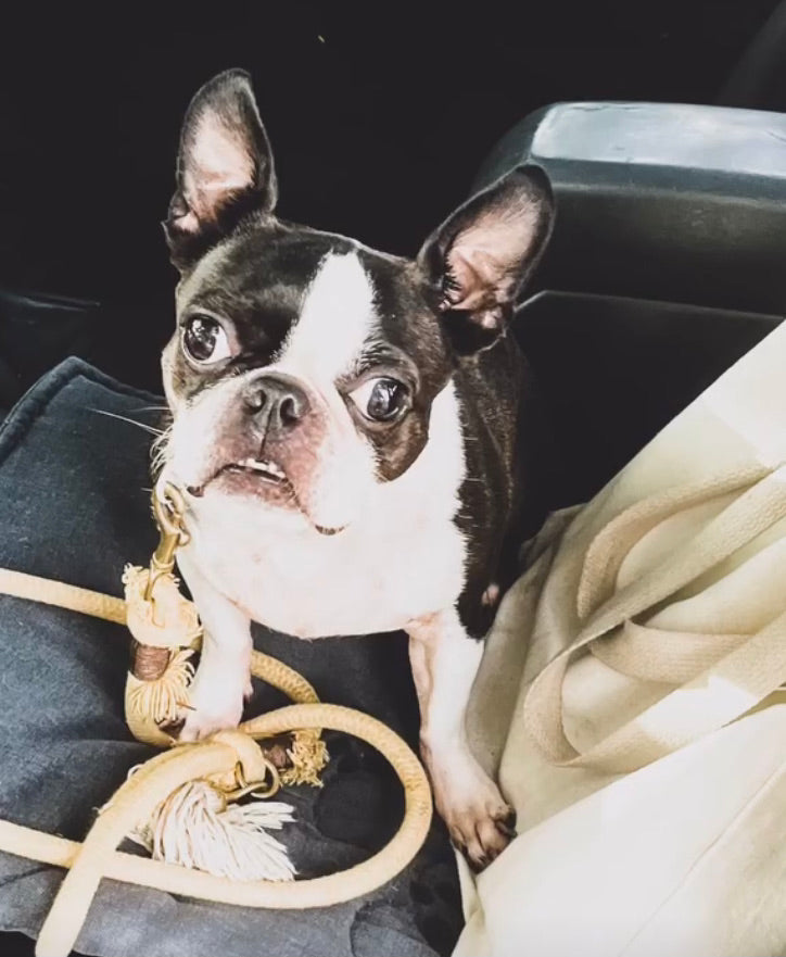 Boston Terrier