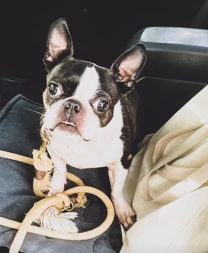 Boston Terrier
