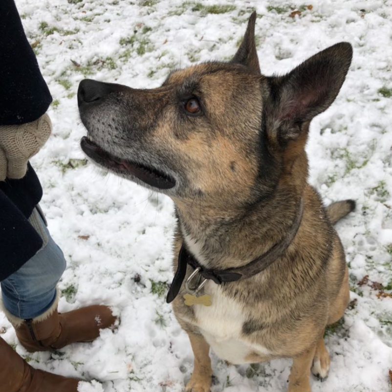 Lily the Alsatian X
