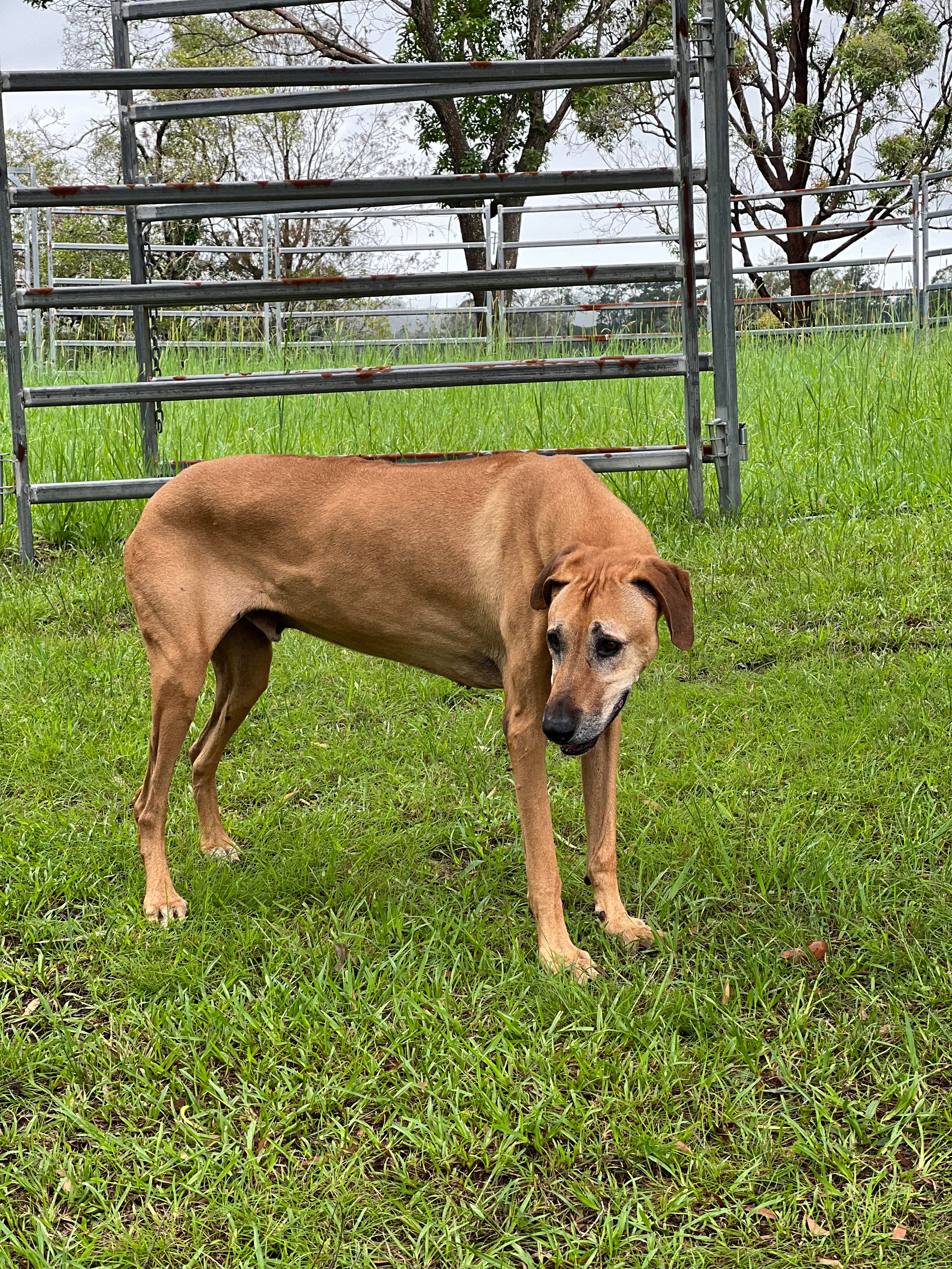 A Ridgeback