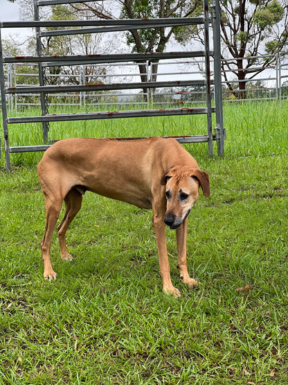 A Ridgeback