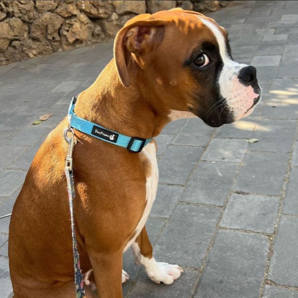 Hugo the Boxer