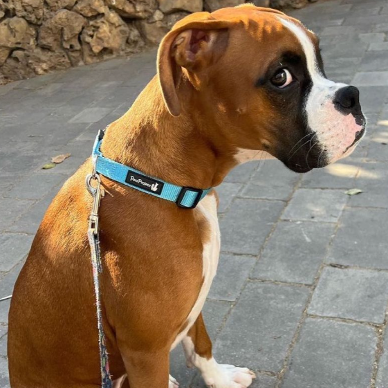 Hugo the Boxer