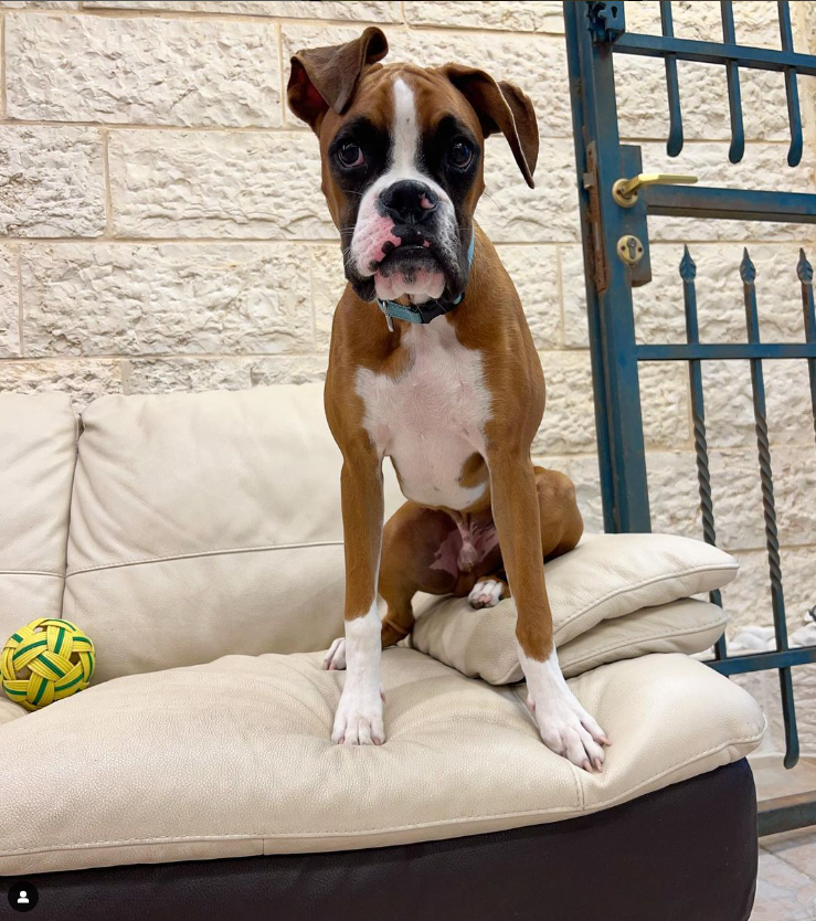 Hugo the Boxer