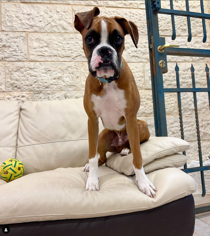 Hugo the Boxer