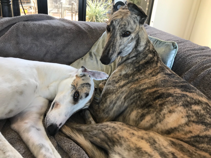 Missy the Greyhound