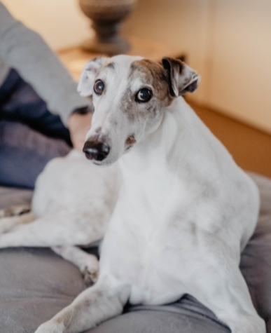 Missy the Greyhound
